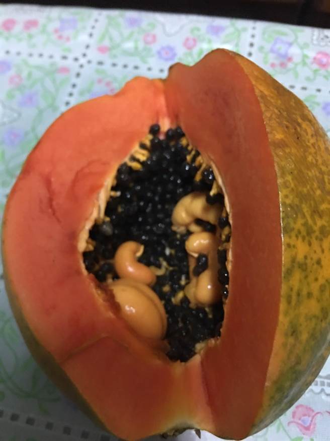 蔡姓民眾切开的第4颗木瓜里有4胞胎小木瓜。（蔡姓民眾提供／孙英哲彰化传真）