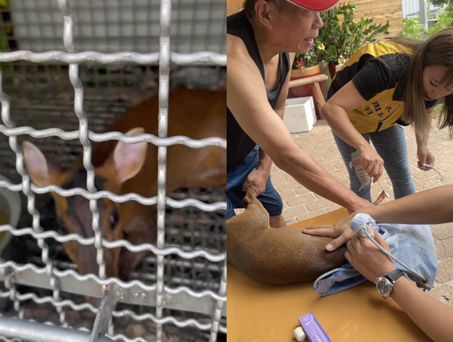 1只母山羌落入捕猎野猪套索陷阱造成左前脚受伤，由公馆乡代周羽心买下带回疗伤。（周逢甲提供／谢明俊苗栗传真）