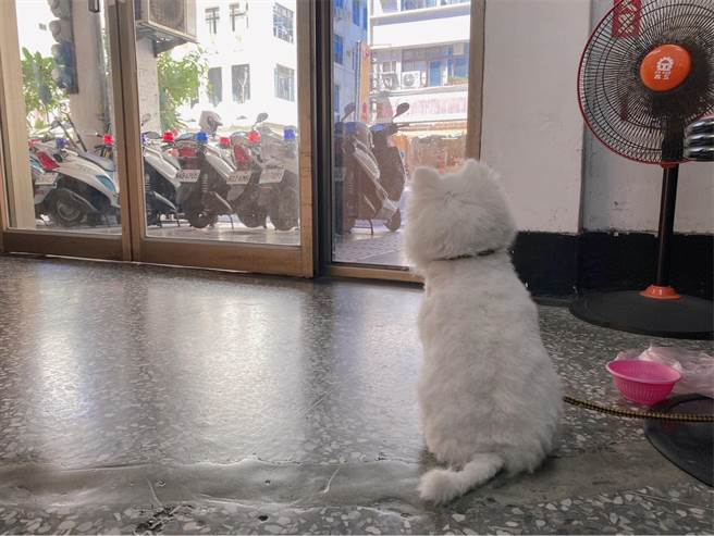 白色博美犬贪玩偷溜出去走失，所幸遇到热心民眾载至派出所。（翻摄照片／崔正纲高雄传真）