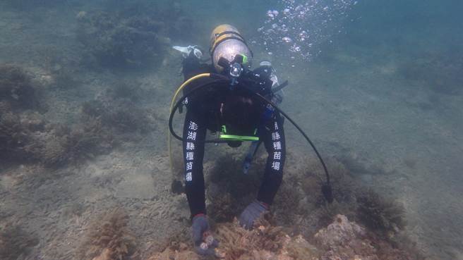 澎湖县政府在海域放流海胆。（澎湖县政府提供／许逸民澎湖传真）