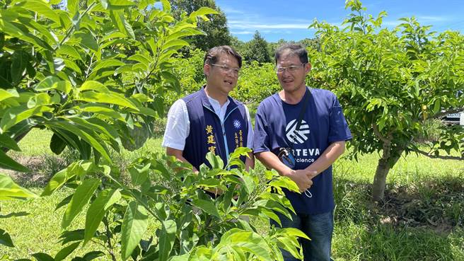 国民党台东区域立委参选人黄建宾关心台东释迦农民与果园状况，呼吁中央政府不要「为了面子，牺牲农民肚子」。（萧嘉蕙摄）