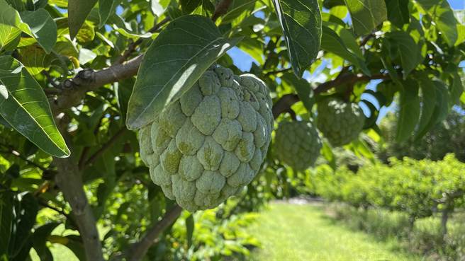 台东凤梨释迦暂停输陆期间，转而与大目释迦竞争内销市场，导致价格腰斩，两败俱伤，如今恢復输陆，农民乐观以待。（萧嘉蕙摄）