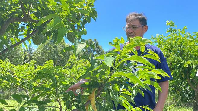 面对近年大陆海南等地广植凤梨释迦，台东农民自信表示「台湾品质好」。（萧嘉蕙摄）