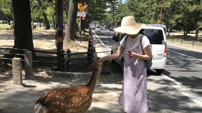 知名旅游部落客鱼浆夫妇提醒网友到日本奈良公园，千万不要用手触摸鹿的身体，恐被蜱虫感染。（图／示意图，记者杨雅婷摄影）