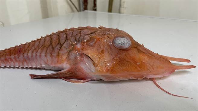 台东渔民在大武外海捕获1尾橘红色「龙头虾身」的怪鱼，起初以为是「龙王鱼」，经专家判断为「锯棘红鲂鮄」。（萧嘉蕙摄）