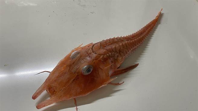 据食用过的民眾所述，锯棘红鲂鮄肉质细致，但鱼身披覆甲壳坚硬，食用部分少，经济价值低。（萧嘉蕙摄）