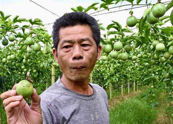 农友说，埔里镇大坪顶的百香果，今年因年初乾旱、夏季高温、病虫害等原因，导致减产约6成。（杨静茹摄）