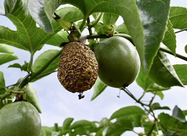 埔里镇大坪顶的百香果受到极端气候影响，因乾旱、高温、病虫害等原因严重减产。（杨静茹摄）