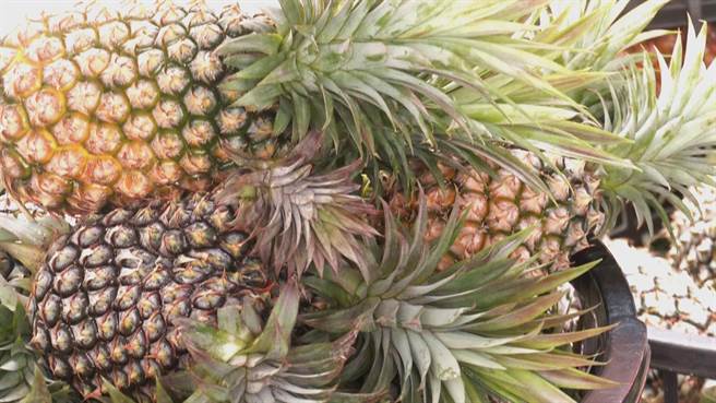 台東成功鎮東瀕太平洋，出產的「八嗡嗡鳳梨」在海風吹拂下自然熟成，造就出纖維細、甜度高的口感。（蕭嘉蕙攝）