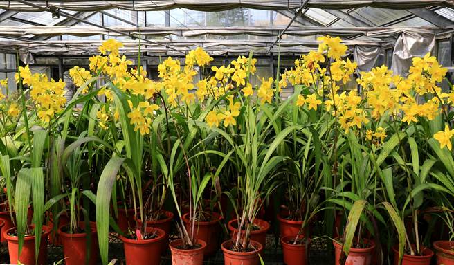 台南農改場發表國內首見黃花苞舌蘭新品種「台南5號」。(台南區農改場提供／曹婷婷台南傳真)