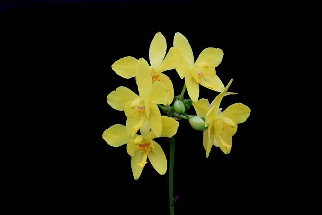 國內首見黃花苞舌蘭新品種「台南5號」。(台南區農改場提供／曹婷婷台南傳真)