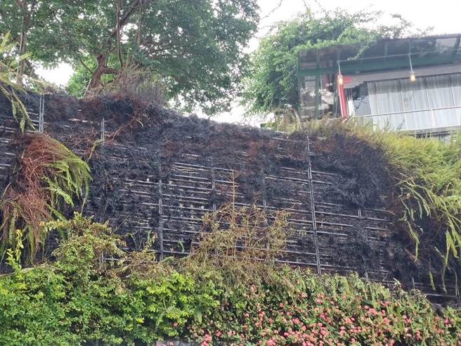 新北市淡水淡江大学围墙边的景观草皮日前发现有大量蜂类筑巢，新北市动保处获报后在今(27)日下午3时许派员到场除蜂，决定以火攻扑灭蜂窝，结果不慎导致火势蔓延，所幸消防人员获报后赶抵现场扑灭火势，详细起火原因仍有待相关单位调查厘清。(黄敬文翻摄)