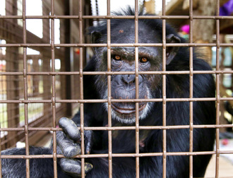 影》28歲實驗黑猩猩被關一輩子！重見天日第一反應網淚崩