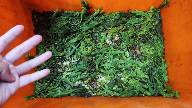 抓蜥达人J爸26日晚上和友人补捉400只绿鬣蜥幼体。（图／虎鲸射击运动俱乐部负责人、抓蜥达人J爸授权提供）