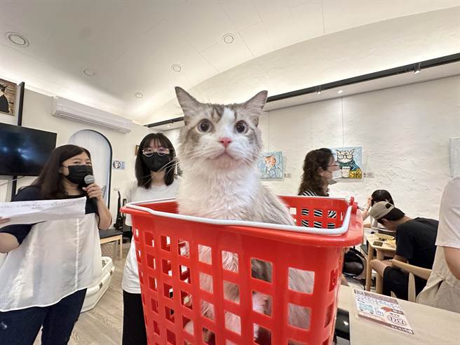 第一届肥猫大赛28日在高雄市的角落有猫餐厅重磅登场。（杨舒婷摄）
