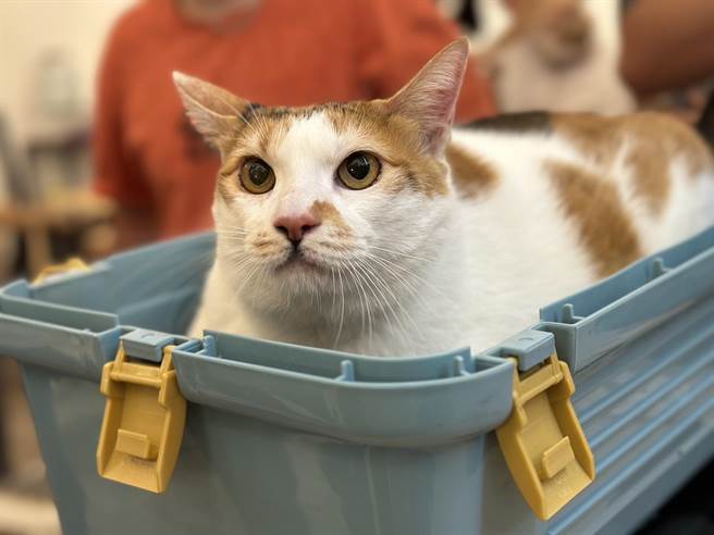 第一届肥猫大赛28日在高雄市的角落有猫餐厅重磅登场。（杨舒婷摄）