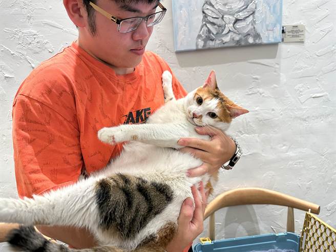 最后由名叫阿咪的10.6公斤米克斯猫咪获选冠军。（杨舒婷摄）