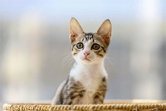 新竹縣動保園區所貓「Q醬」超萌亮相。（新竹縣動保所提供／羅浚濱新竹傳真）