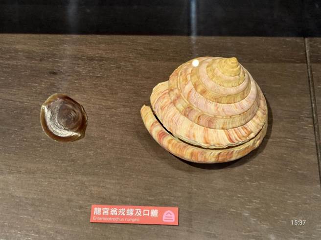 龙宫翁戎螺，因相当珍稀，身价最高，是此次贝壳特展的一大亮点。(左镇化石园区提供／曹婷婷台南传真)