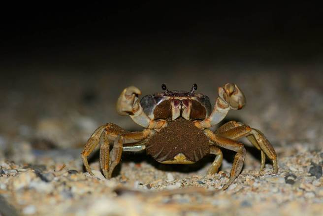 垦管处28日宣布台26线2处「护蟹廊道」将在陆蟹繁殖季前启动试用，并以趋光性的设计降低繁殖失败率。（垦管处提供／谢佳潾屏东传真）