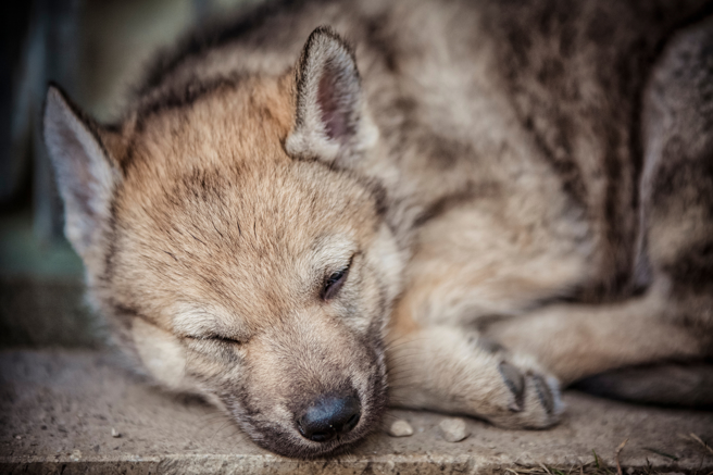大陆一名饲主近日分享爱犬成长变化，没想到牠长大竟撞脸灰狼，让人看了目瞪口呆。(示意图/达志影像)