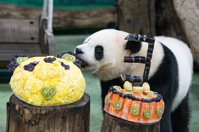台北市立动物园大猫熊「圆宝」喜迎3岁生日。（动物园提供／蔡佩珈台北传真）