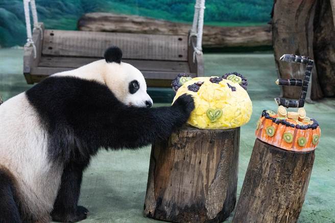 圆宝享用特制生日蛋糕。（动物园提供／蔡佩珈台北传真）