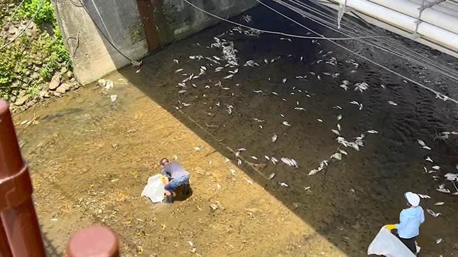 基隆市安乐区莺歌溪29日一早就发现大量河鱼暴毙，基隆市环保局迅速派出清洁队赶往清理。（张志康摄）