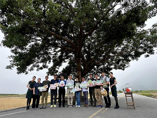 长荣航空认养台东池上奉茶树10周年。（蔡旻妤摄）