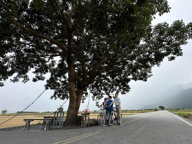 长荣航空认养台东池上奉茶树10周年。（蔡旻妤摄）