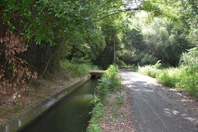 头份市新华里大埔水圳两侧种满竹子，环境相当清幽。（谢明俊摄）