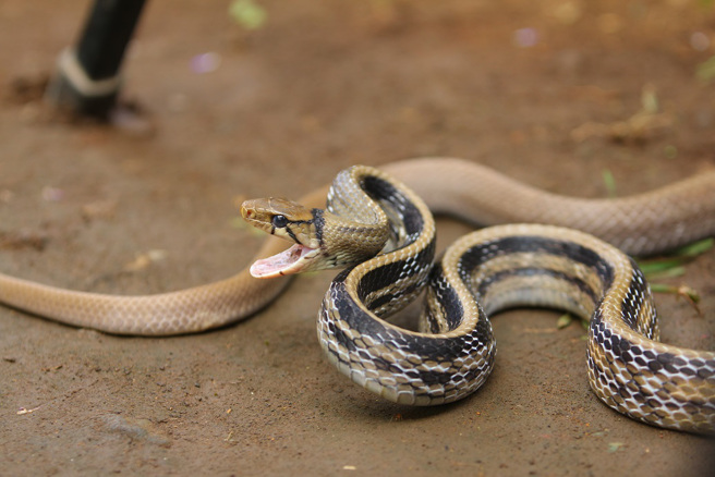 泰国一条三索锦蛇打算猎食蟾蜍，却因为嘴巴太小糗「落漆」，过程还被身后4只公鸡目击。(示意图/达志影像)