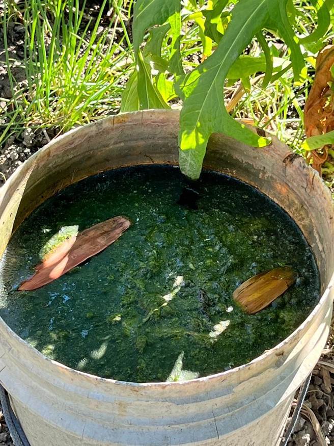 頭份市長羅雪珠與頭份市衛生所主任徐春仕聯手宣導清除積水容器，以免成為登革熱病媒蚊孳生源。（頭份市衛生所提供／謝明俊苗栗傳真）