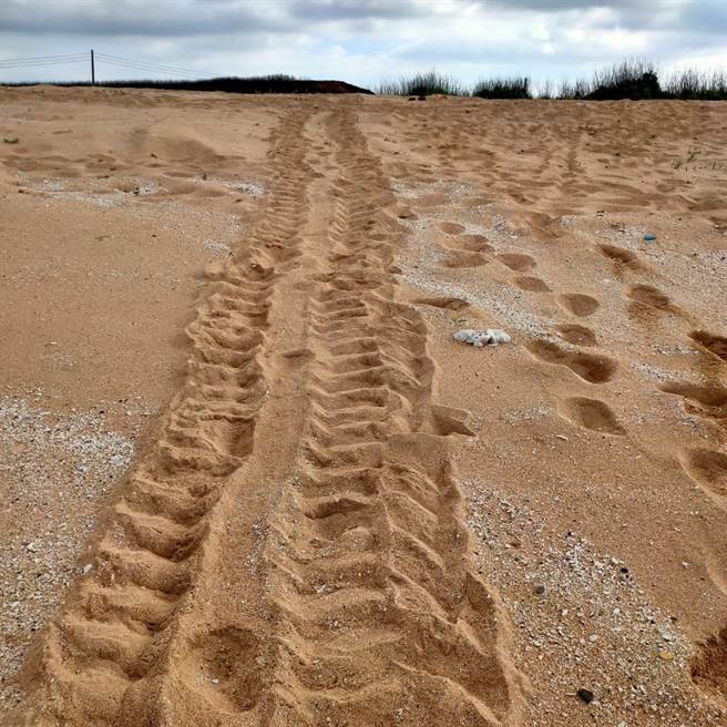 母绿蠵龟上岸产卵，在沙滩上留下的爬痕。（澎湖县政府提供／许逸民澎湖传真）