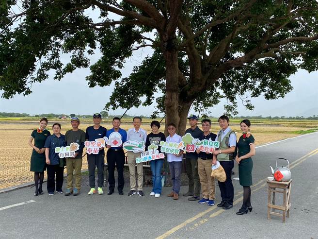 长荣航空与日本树木医团队重回池上替奉茶树义诊，修剪枯枝、调查土壤及调整钢索支架，助它持续茁壮。（陈佑诚摄）