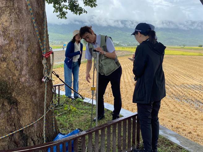 长荣航空与日本树木医团队重回池上替奉茶树义诊，修剪枯枝、调查土壤及调整钢索支架，助它持续茁壮。（陈佑诚摄）