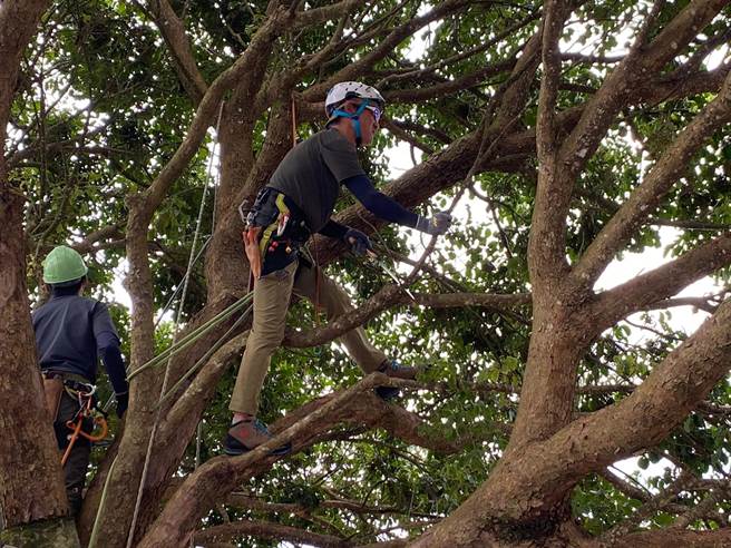 长荣航空与日本树木医团队重回池上替奉茶树义诊，修剪枯枝、调查土壤及调整钢索支架，助它持续茁壮。（陈佑诚摄）