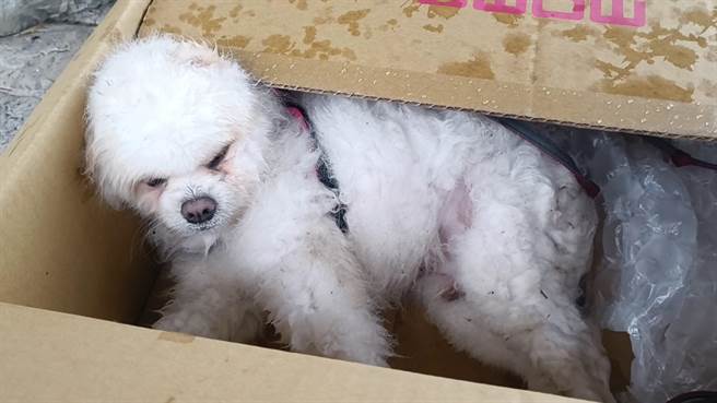 消防隊員在車內救出1隻意識模糊、奄奄一息的白色貴賓狗，委由善心民眾送往動物醫院。（民眾提供／蕭嘉蕙台東傳真）