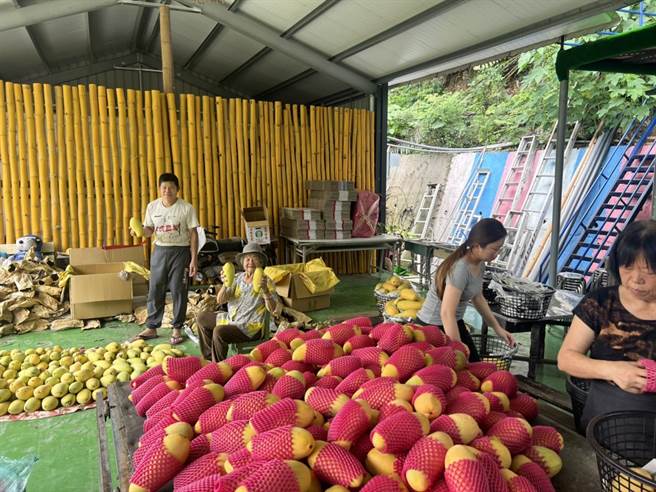大坑农场盛产的金煌芒果，是由蔡澄文及其9旬高龄的阿嬷亲手栽种，已传承四代。（大坑农场提供／张毓翎台南传真）