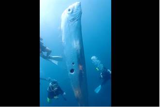 罕見影像！2米地震魚「活體」現蹤東北角 潛友驚見異狀