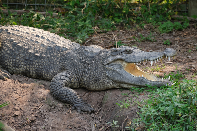 美国佛州一名屋主发现，自家泳池出现一条3公尺巨鱷，赖在水池坚持不离开。(示意图/达志影像)