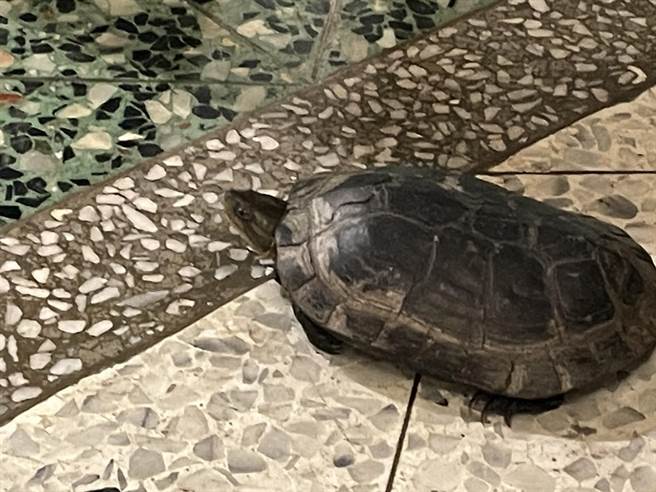 濒临绝种的一级保育类柴棺龟，出现在太鲁阁园区饭店。（山月村提供／王志伟花莲传真）