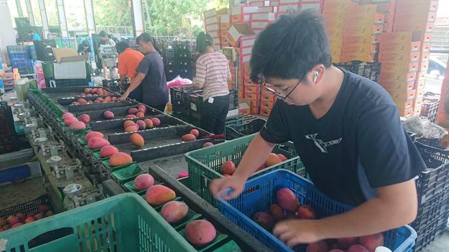 南化集货场筛选出外销等级芒果输日。（程炳璋摄）