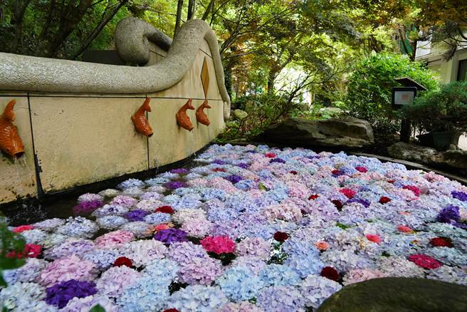 缤纷花朵在水中交织成迷人花毯，武陵农场绣球花「花池」浪漫满分。（武陵农场提供／陈淑娥台中传真）