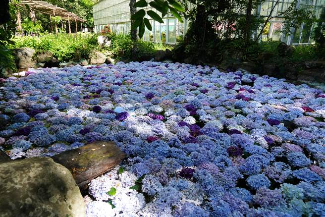 缤纷花朵在水中交织成迷人花毯，武陵农场绣球花「花池」浪漫满分。（武陵农场提供／陈淑娥台中传真）