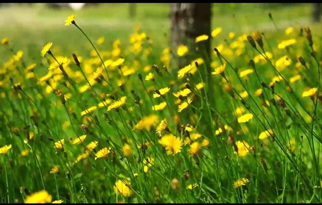 福寿山农场露营区猫耳叶菊展笑顏。（福寿山农场提供／陈淑娥台中传真）