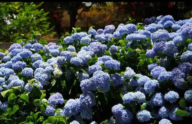 福寿山农场鸳鸯湖畔绣球花展笑顏。（福寿山农场提供／陈淑娥台中传真）