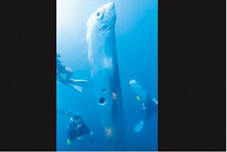 罕見！東北角潛客 目擊2公尺長石川氏粗鰭魚