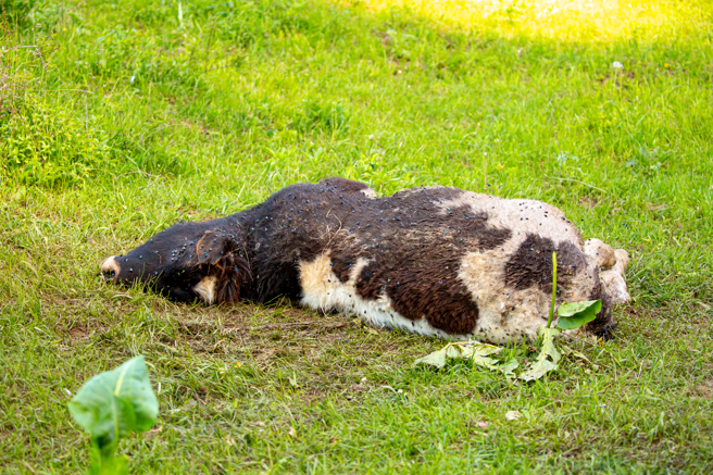 大陆黑龙江有村民在树林中，发现一具小牛尸体，旁边还留下爪印，专家推断凶手可能是东北虎。(示意图/达志影像)