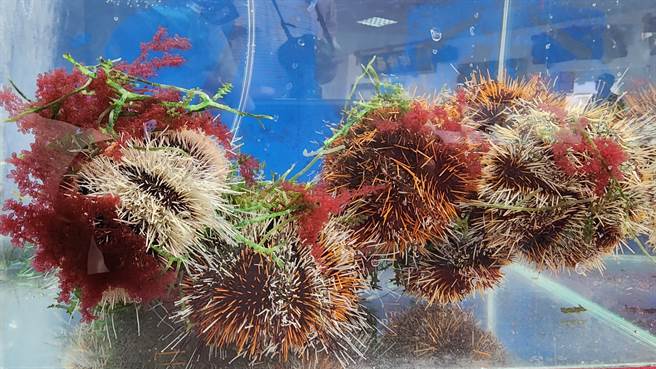 马粪海胆已可完全养殖。（许逸民摄）